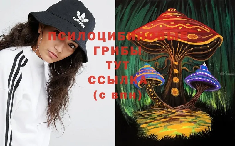 Псилоцибиновые грибы Psilocybe  купить наркоту  Алагир 